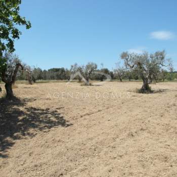 Terreno in vendita a Racale (Lecce)