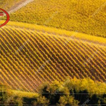 Terreno in vendita a Terranuova Bracciolini (Arezzo)