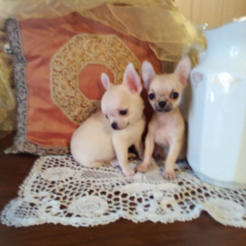 Chihuahua meravigliosi cuccioli in vendita