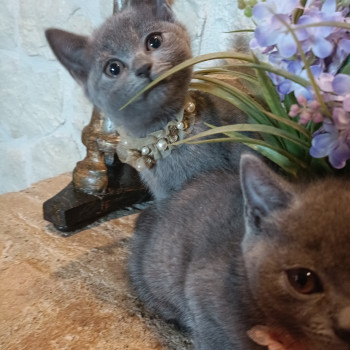 Certosini meravigliosi cuccioli in vendita 