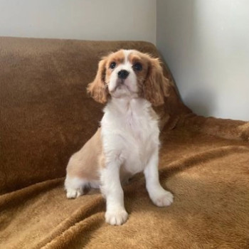 Bellissimi cuccioli di Cavalier King