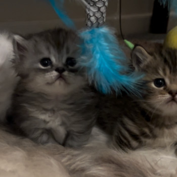 Bellissimi gattini Munchkin