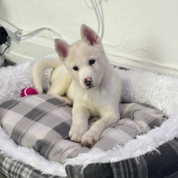 Bellissimi cuccioli di husky siberiano