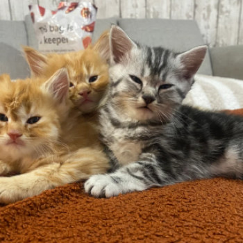 Bellissimi gattini persiani disponibili