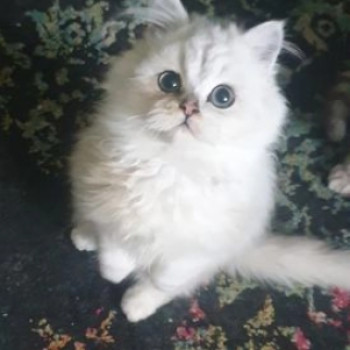 Splendidi gattini persiani