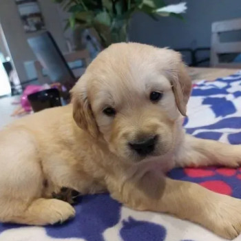cuccioli di Golden Retriever