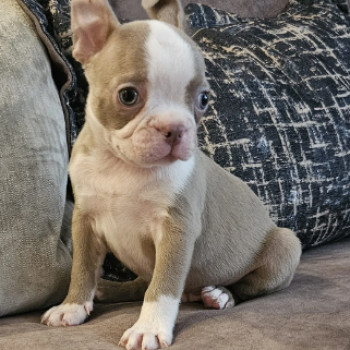 Adorabili cuccioli di Boston Terrier