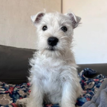Meravigliosi cuccioli di west highland terrier