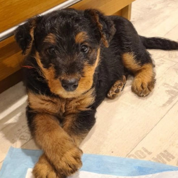 Meravigliosi cuccioli di Airedale terrier