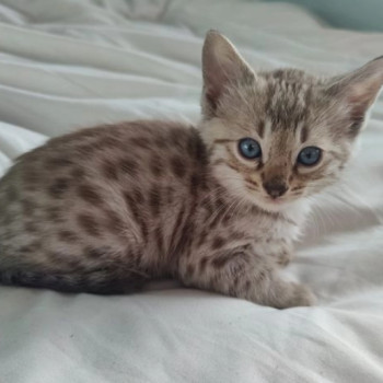 Bellissimi Gattini di Bengala