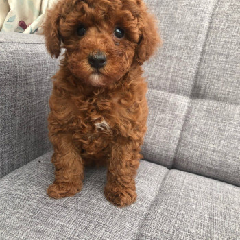 Bellissimi cuccioli di Barboncino toy pronti 