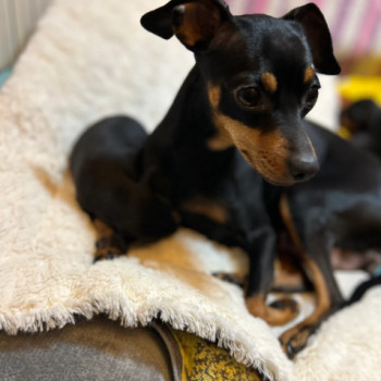 Meravigliosi cuccioli di Pinsher