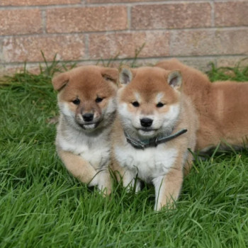 Eccezionali cuccioli shiba inu