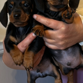 Bellissimi cuccioli di bassotto 