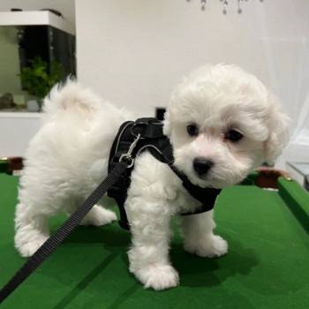 Bichon Frisé di razza pura