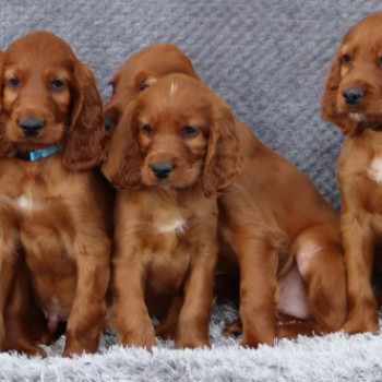 Bellissimi cuccioli di setter irlandese