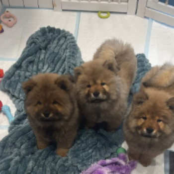 Splendidi cuccioli di Chow Chow