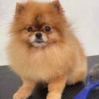 Splendidi Cuccioli di Pomerania 