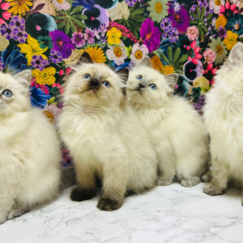 Splendidi gattini Ragdoll maschi e femmine