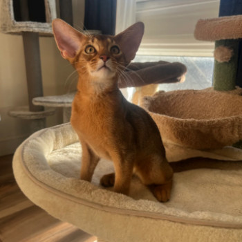 Splendidi gattini abissini