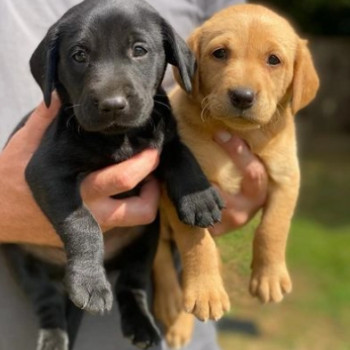 Bellissimi cuccioli di Labrador