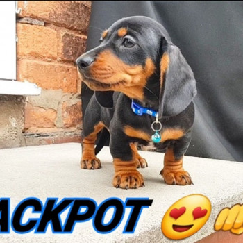 Bellissimi cuccioli di Bassotto nano