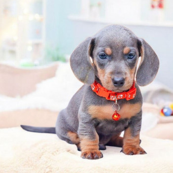 Due cuccioli di Bassotto nano Pronti