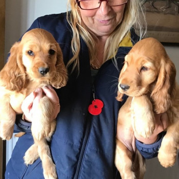 Bellissimi cuccioli di Cocker Spaniel