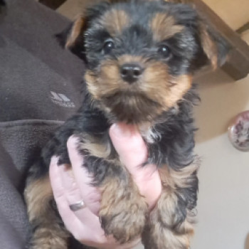 Splendidi cuccioli di Yorkshire Terrier