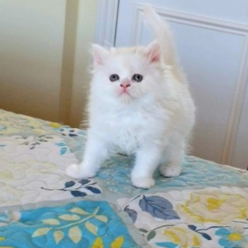 Dolcissimi gattini Munchkin