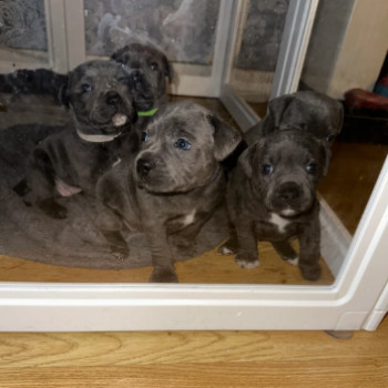 Bellissimi cuccioli di American Staffordshire Terrier