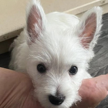 Splendidi cuccioli di West Highland Terrier
