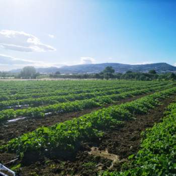 Terreno in vendita a Eboli (Salerno)