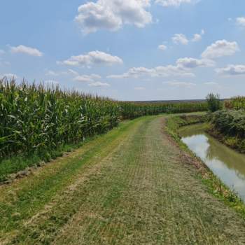 Terreno in vendita a Lendinara (Rovigo)