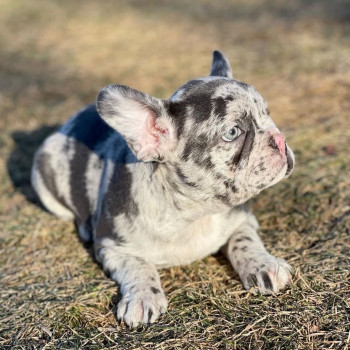 Bulldog francese di 13 settimane disponibile