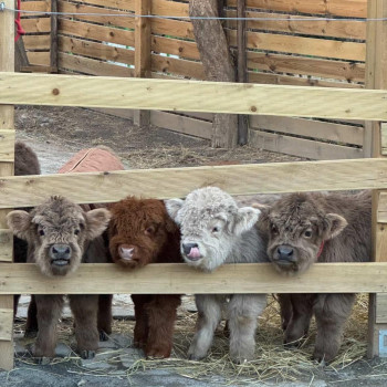 Mini mucche HighlanderjQuery11110711959940584631_1768030338336?????? in vendita ????????