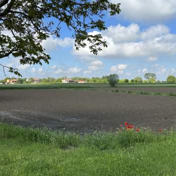 Terreno in vendita a Tribano (Padova)