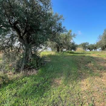 Terreno in vendita a Partinico (Palermo)