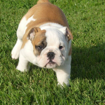 Disponibili Cuccioli di bulldog inglese con pedigree.