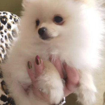 Splendidi cuccioli di Pomerania con pedigree