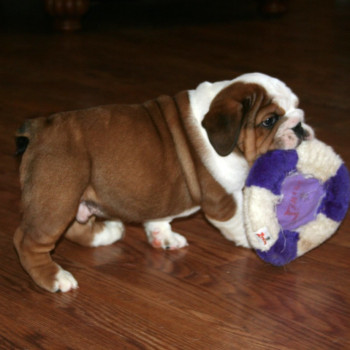 Cuccioli di Bulldog Inglese
