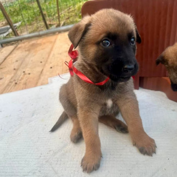 Cuccioli pastore belga malinois