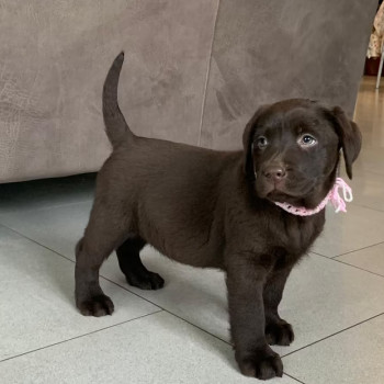 Labrador cuccioli pedigree