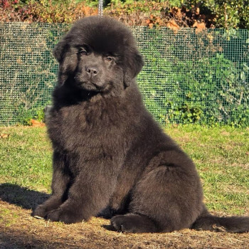 Splendidi cuccioli di Terranova