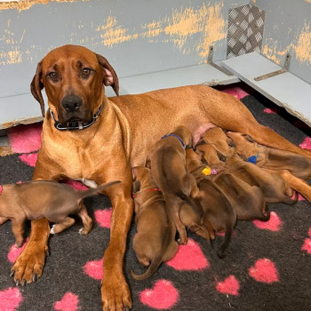 Cuccioli Rhodesian Ridgeback
