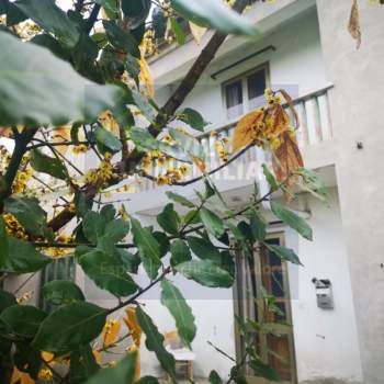 Casa singola in vendita a Fratta Polesine (Rovigo)