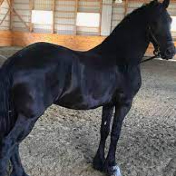 Bellissima Cavalla Frisona in Vendita