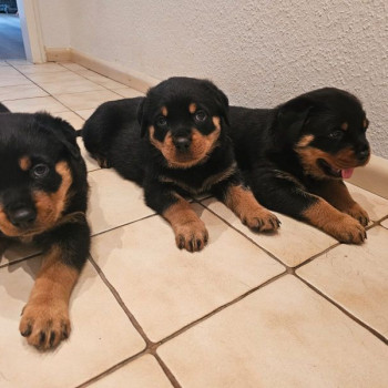 Cuccioli Rottweiler