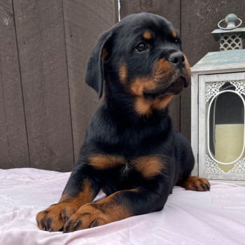 Bellissimi cuccioli di Rottweiler