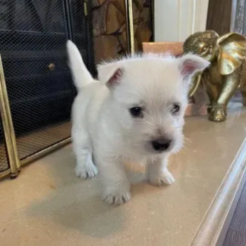 Cuccioli di west highland terrier